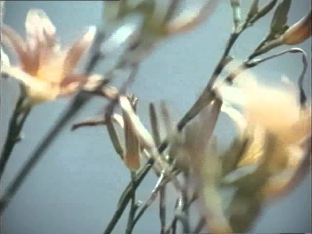 Валентина Толкунова Из трёх дорог