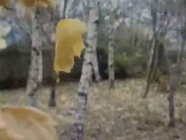 Валентина Толкунова Люблю берёзу русскую