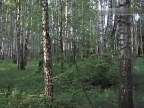 Зоя Рождественская Берёзка