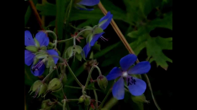 Лариса Тедтоева Дарите любимым цветы