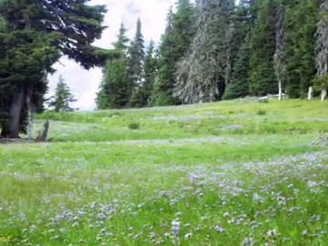 Людмила Сенчина Полынь