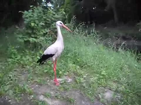 Ирина Бржевская Аист