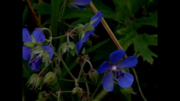 Лариса Тедтоева Дарите любимым цветы