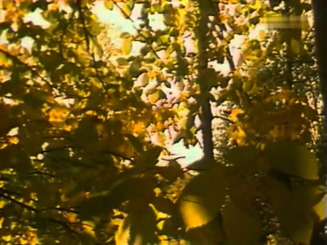 Надежда Обухова Осенние листья